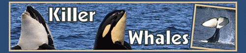 KILLER WHALES